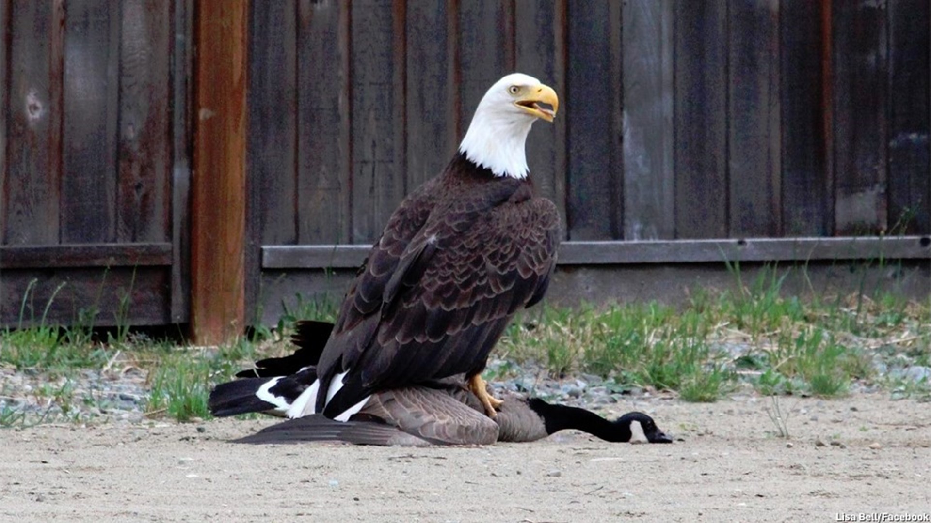 Photographer Captures Epic Battle Between Bald Eagle And Canada Goose 1655