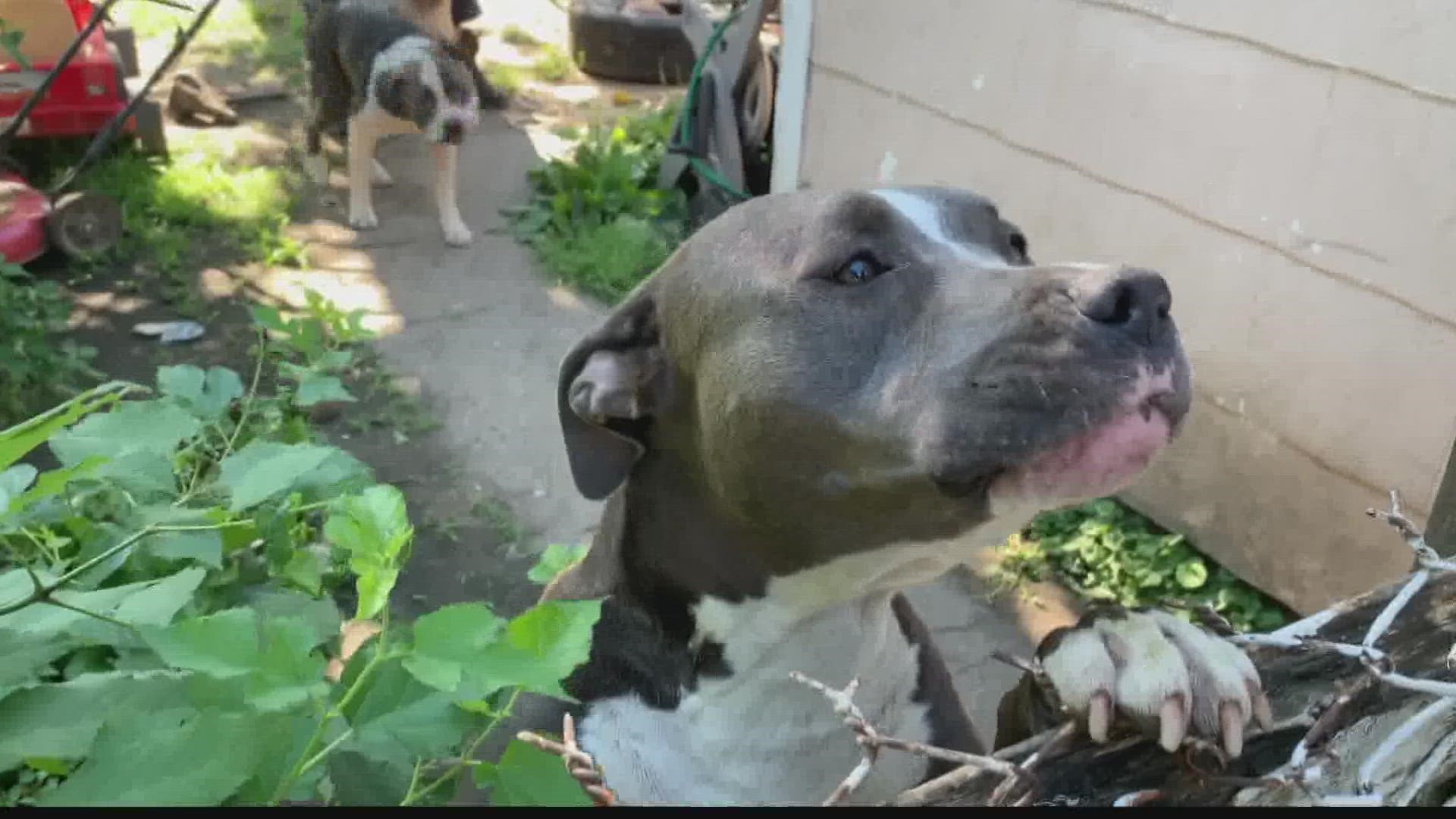 The two pit bull dogs, Sheba and Izzy, were involved in at least four recent attacks that terrorized neighbors.