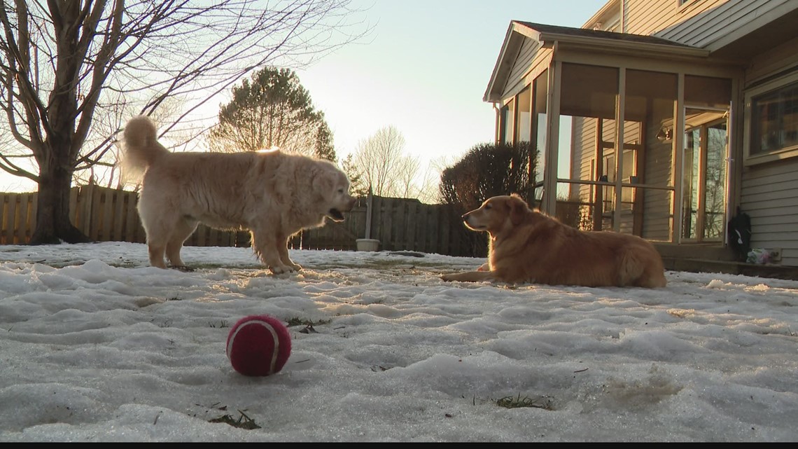 Carmel Family s Dog Part Of Investigation Into Possible Link Between 