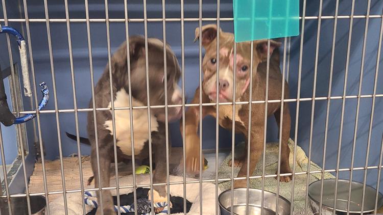 Already over capacity, IACS takes in 28 dogs from Indianapolis home