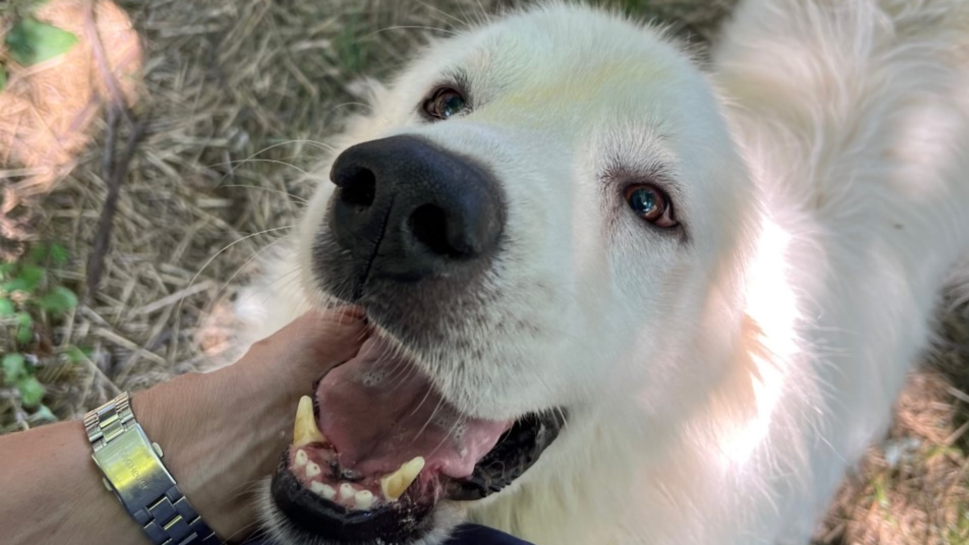 Great Pyrenees can make friendly companions, but they are not the right fit for every family. That's why Jane Rose founded Indy Great Pyrenees Rescue.