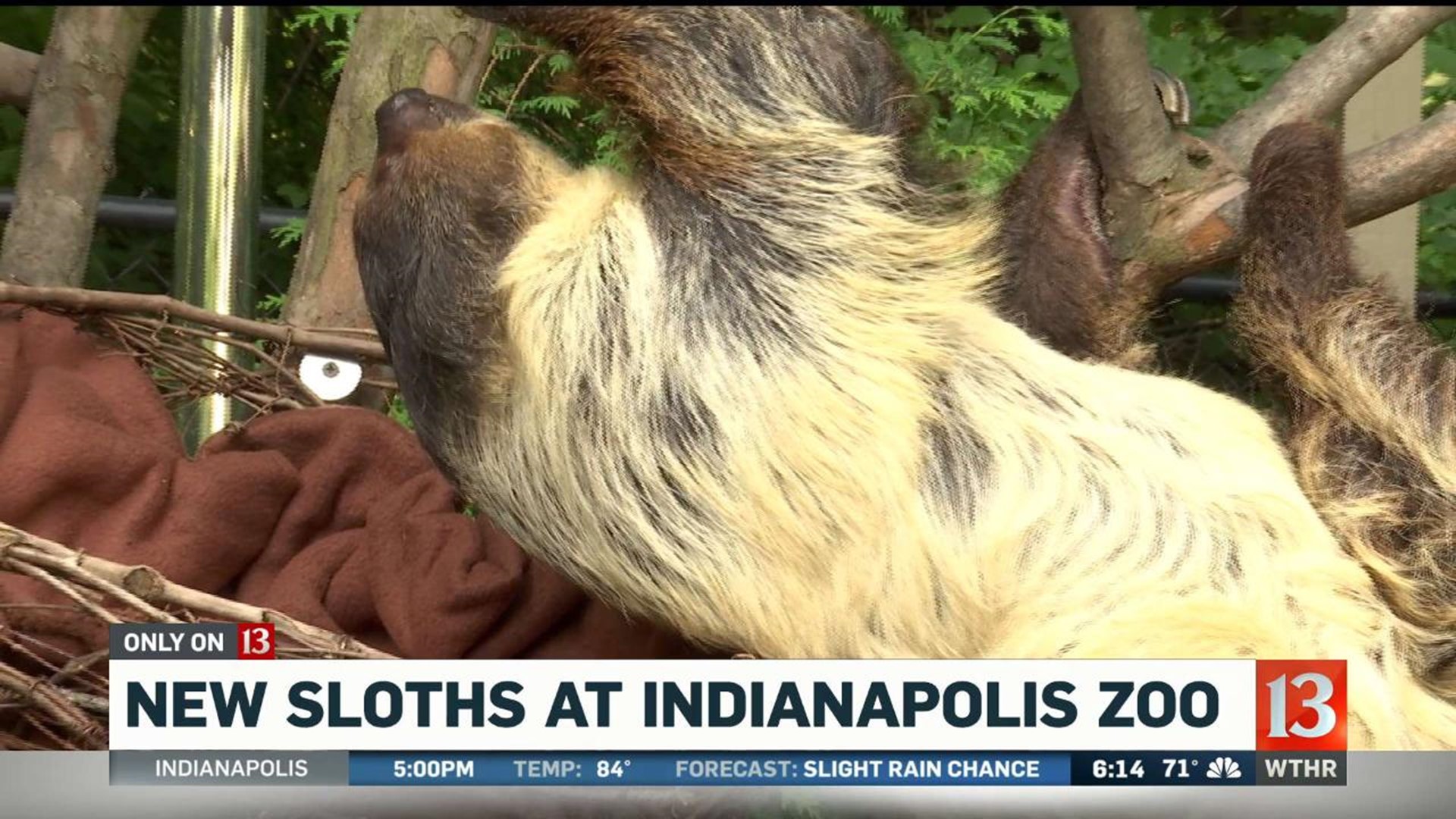 New Sloths at Indianapolis Zoo