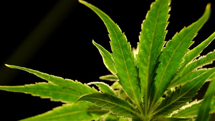 Hoosier lawmakers want to ban marijuana billboards
