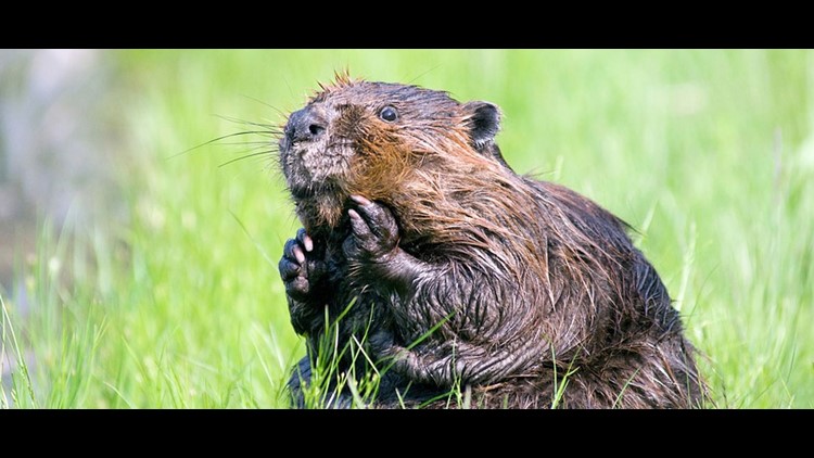 Indiana Cracks Down On Destructive Beavers At Preserve