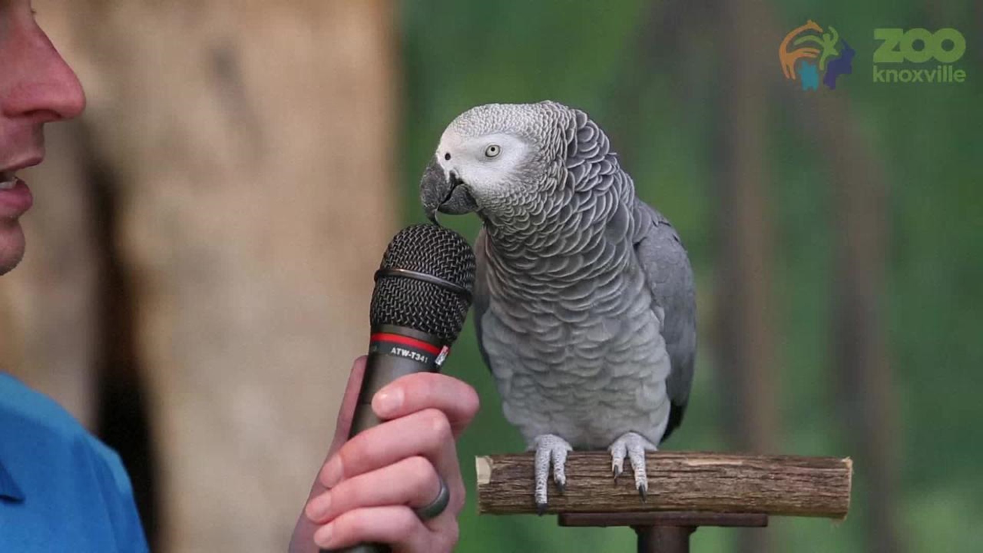 WATCH Knoxville Zoo's parrot is a master of impressions