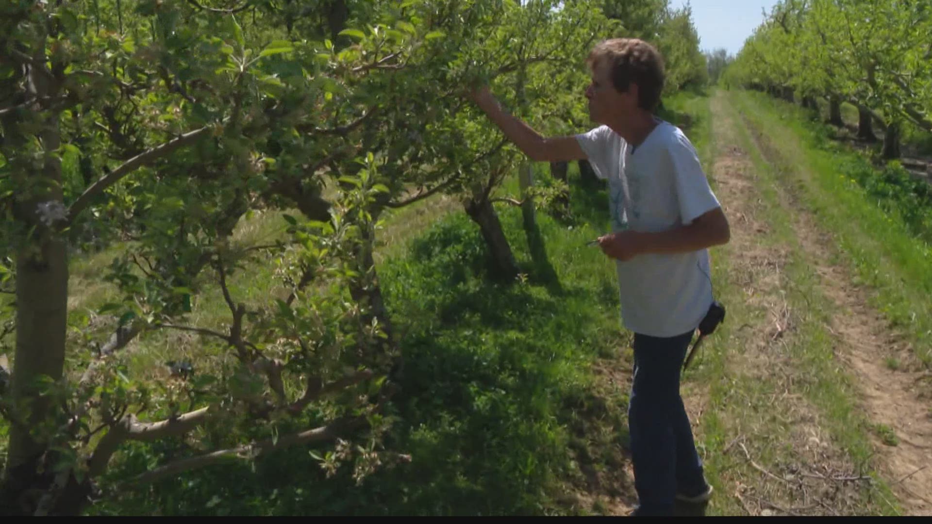 The snow and cold wiped out 70 percent of one Indiana orchard's apple crop.