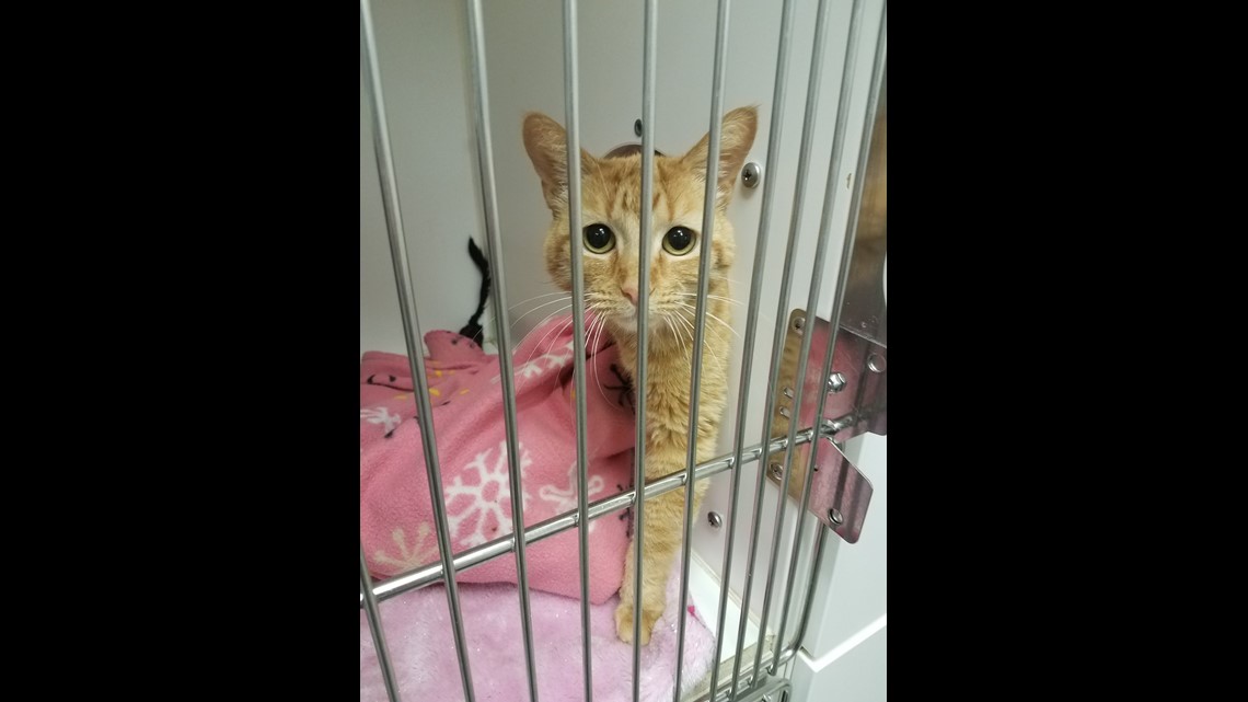 FACE LowCost Spay & Neuter