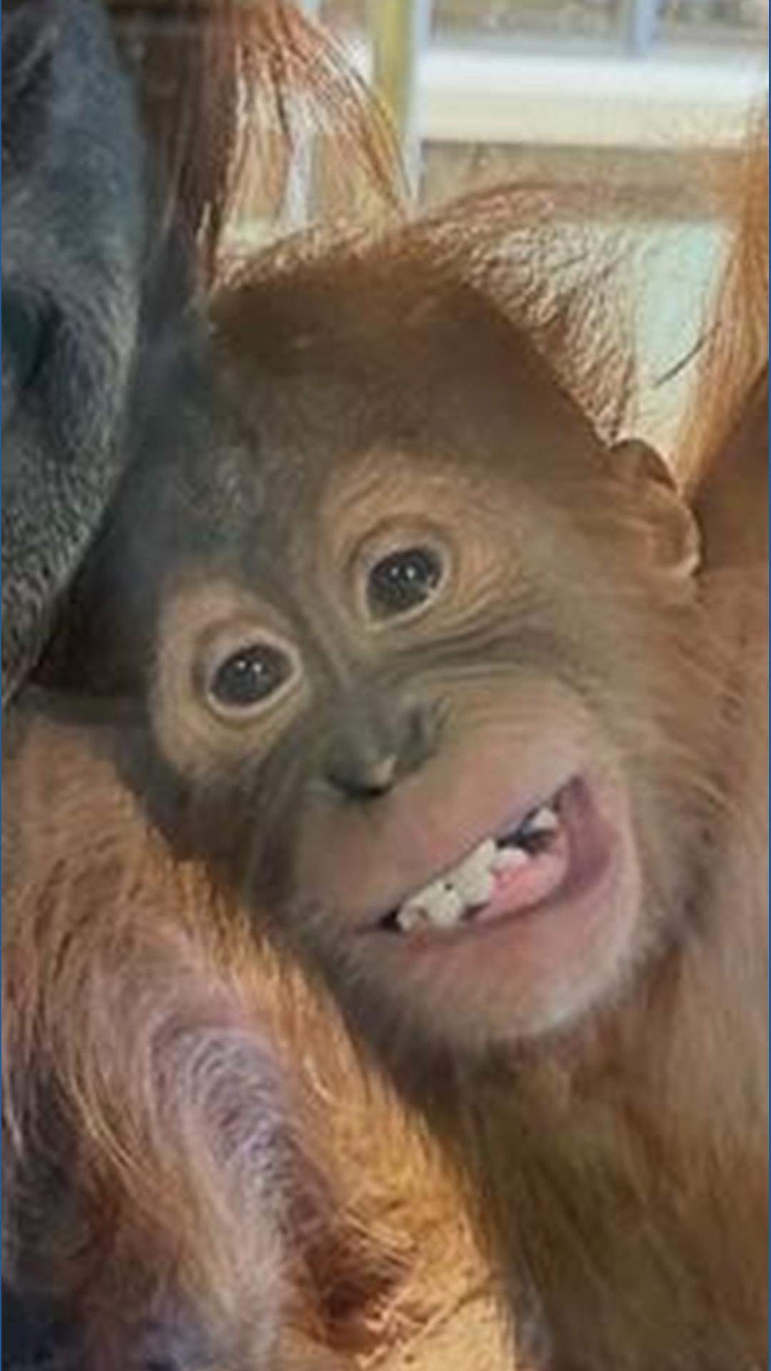 Indianapolis Zoo throws 1st birthday party for Sumatran orangutan Edi ...