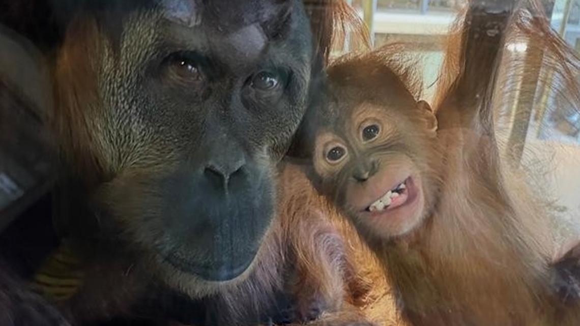 Indianapolis Zoo throws 1st birthday party for Sumatran orangutan Edi