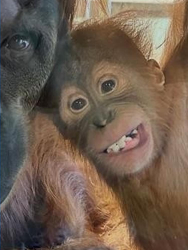Indianapolis Zoo throws 1st birthday party for Sumatran orangutan Edi ...