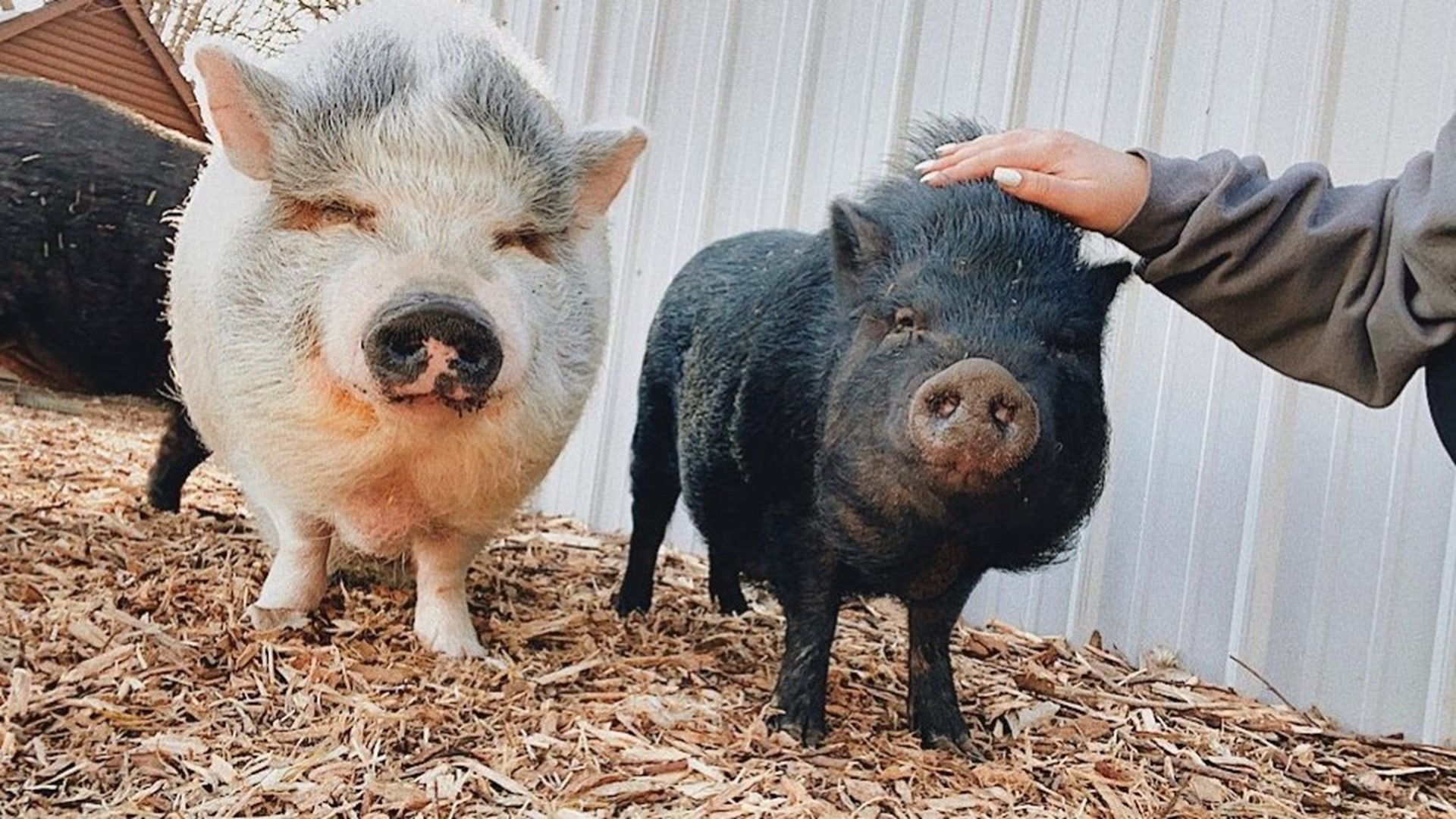 Retared Pigs Brownsburg rescue serving as refuge for unwanted, abandoned pigs | wthr.com
