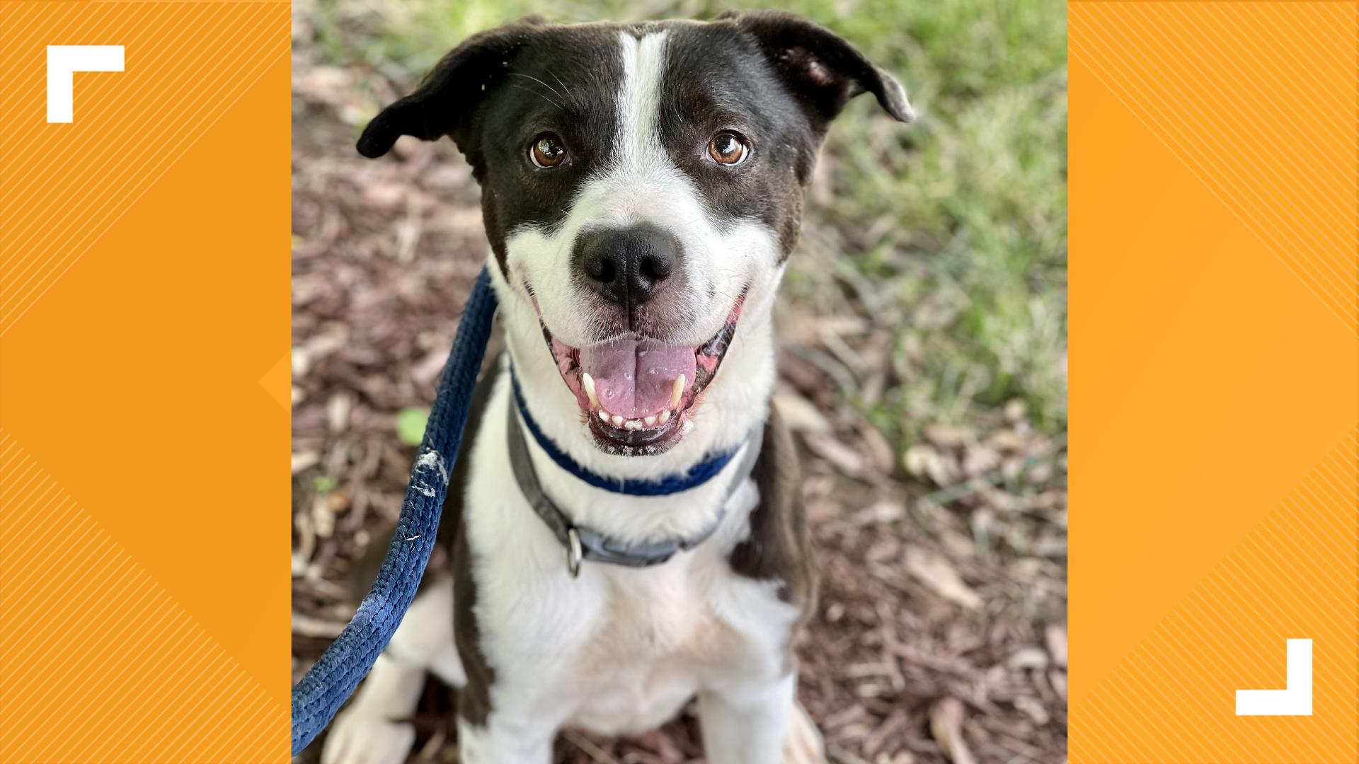 Indianapolis Animal Care Services is featuring three dogs looking for forever homes.