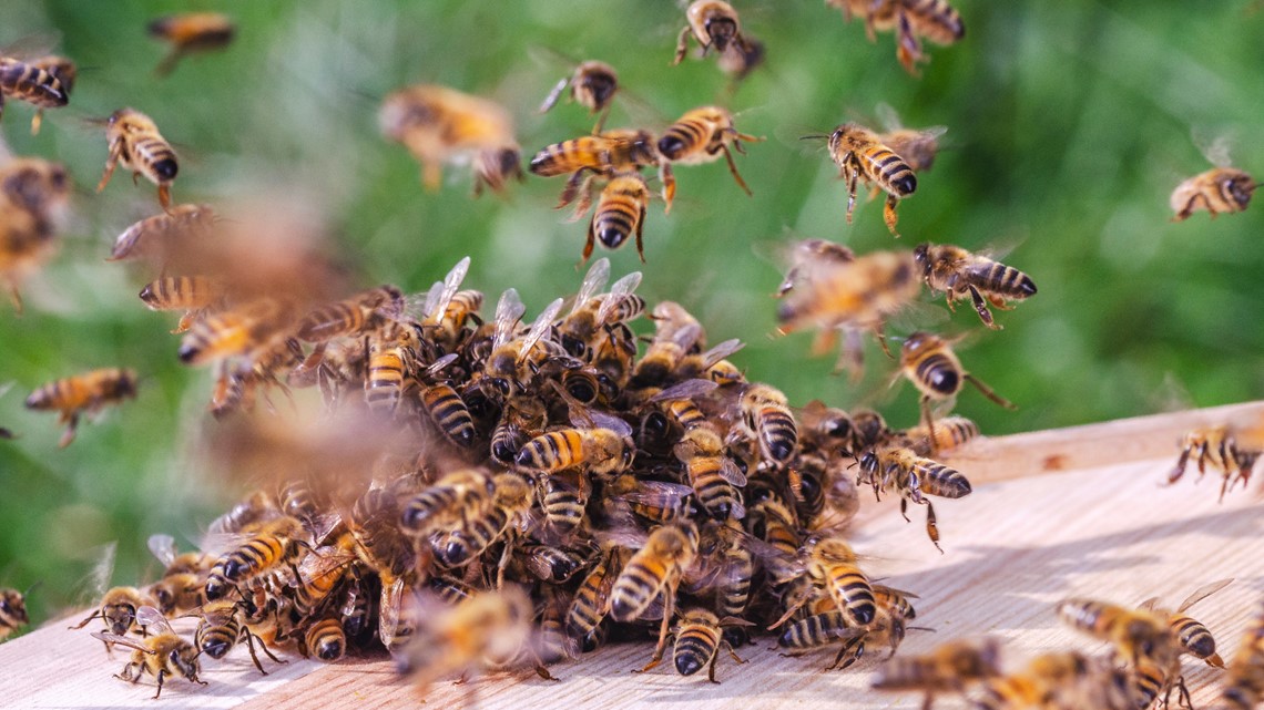 How to handle bee swarms | wthr.com