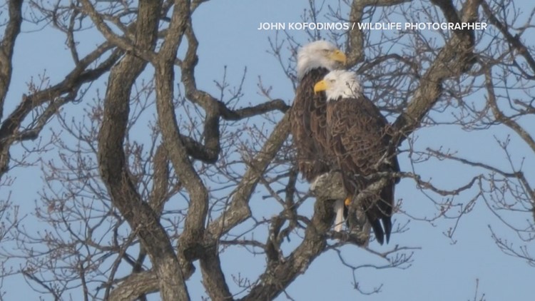 Monroe Lake offering self-guided tours to spot bald eagles