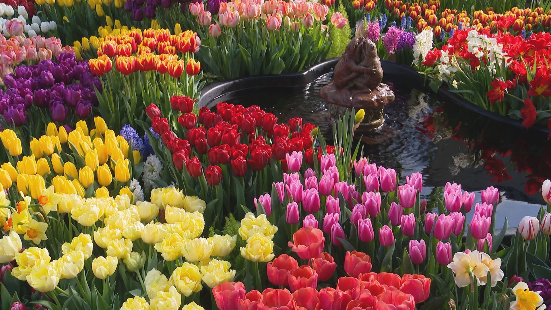 Need to escape the incoming winter weather? Check out what's blooming at Indy Parks.