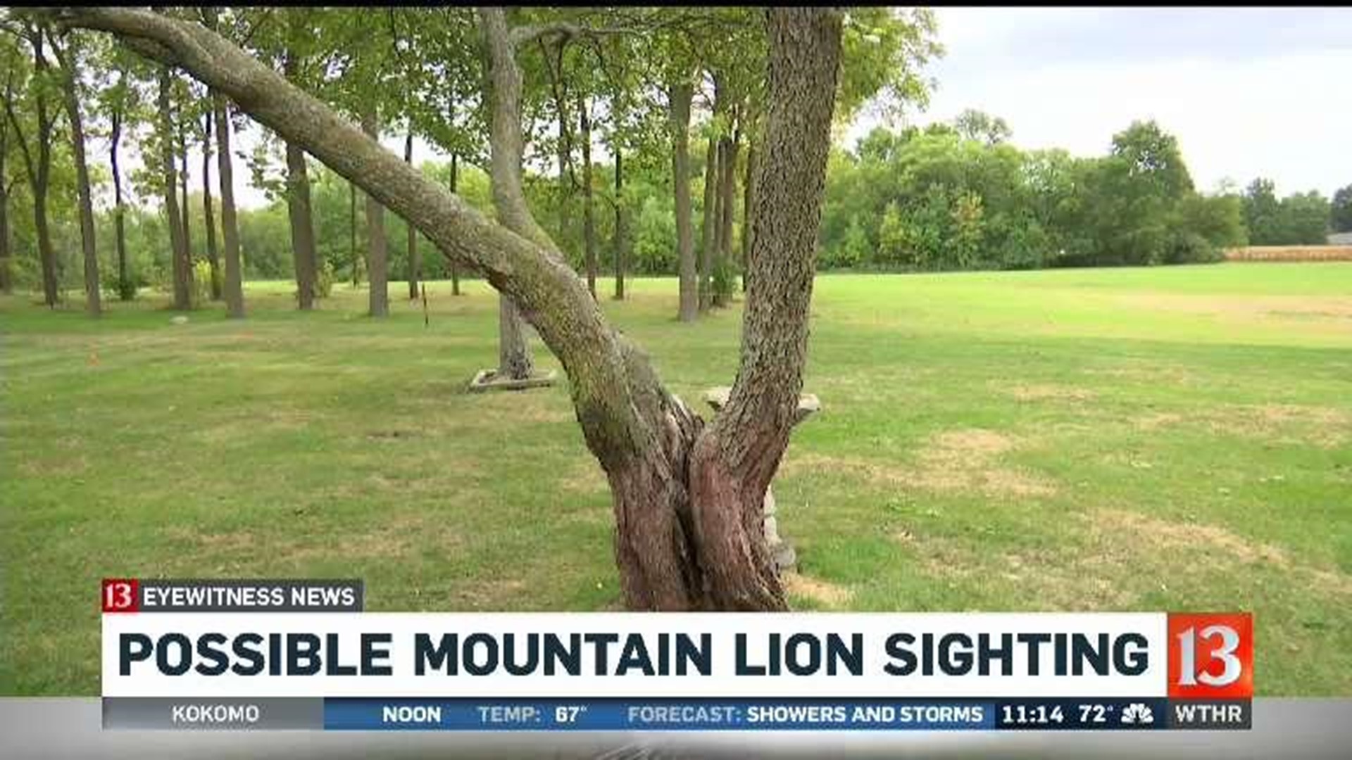 DNR investigates reported mountain lion sightings in 2 Indiana counties
