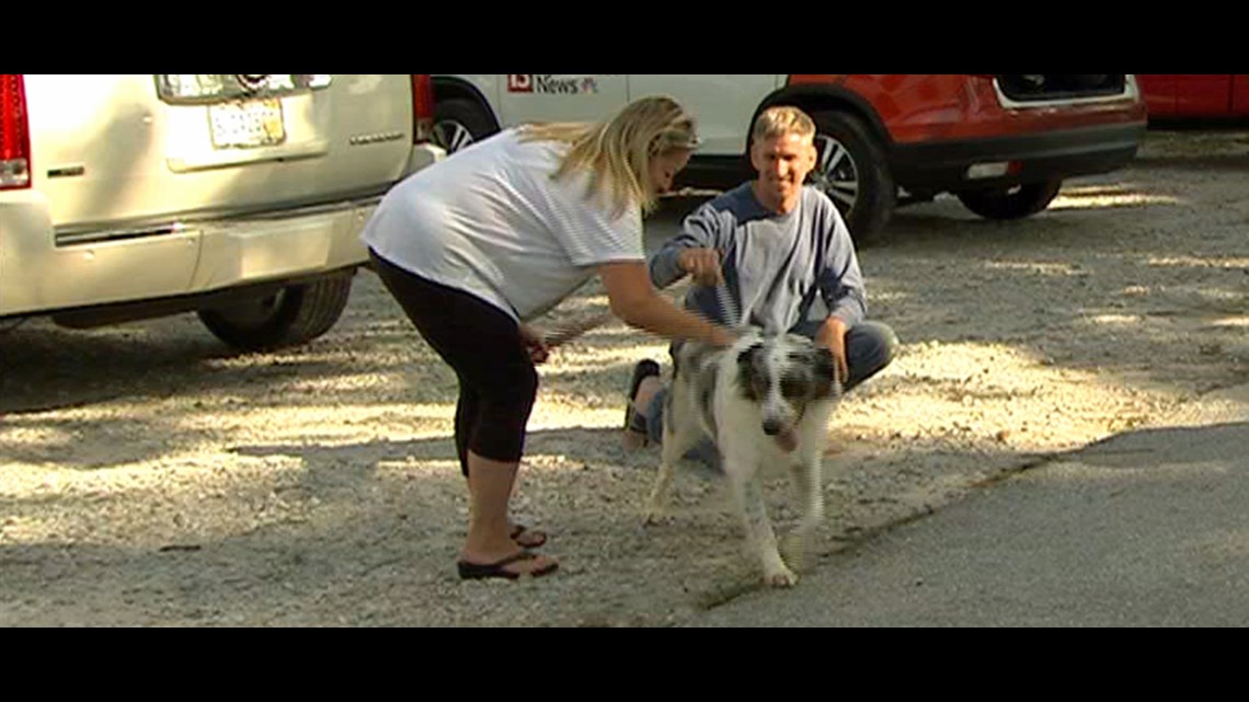 Dog returned after microchip reveals rightful owner