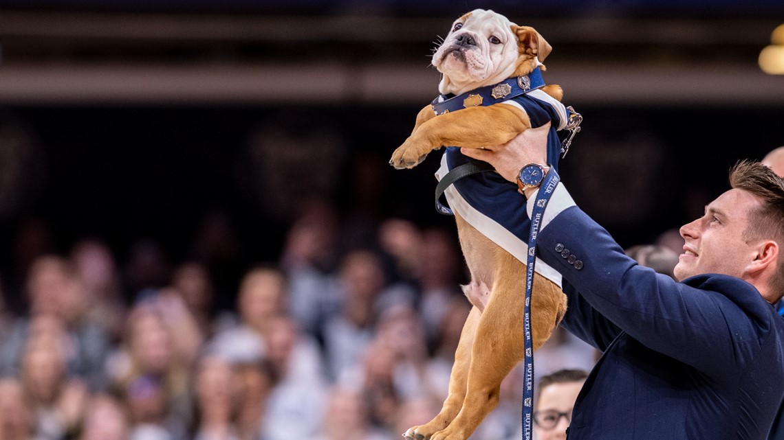 Butler Blue campaigns for votes into Mascot Hall of Fame | wthr.com