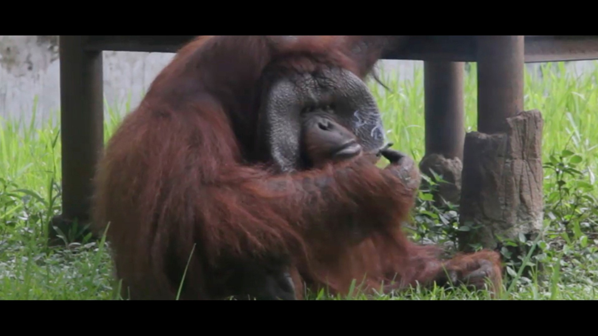 Smoking orangutan riles anger against zoo in Indonesia