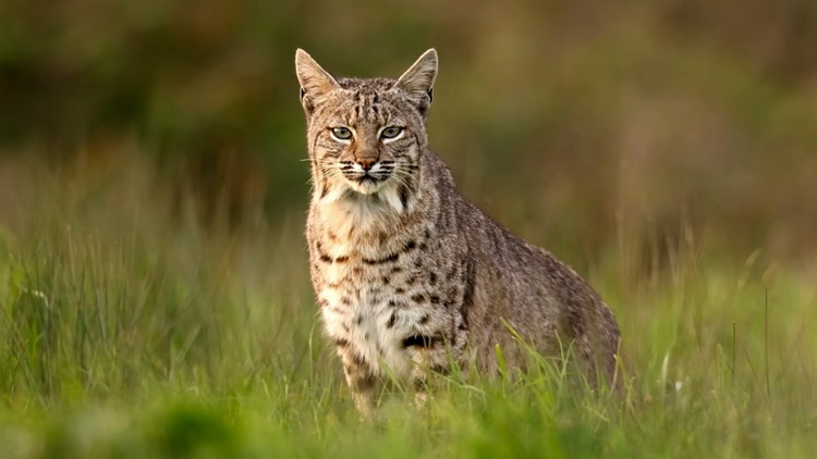 Bobcat sightings reported in nearly all Indiana counties