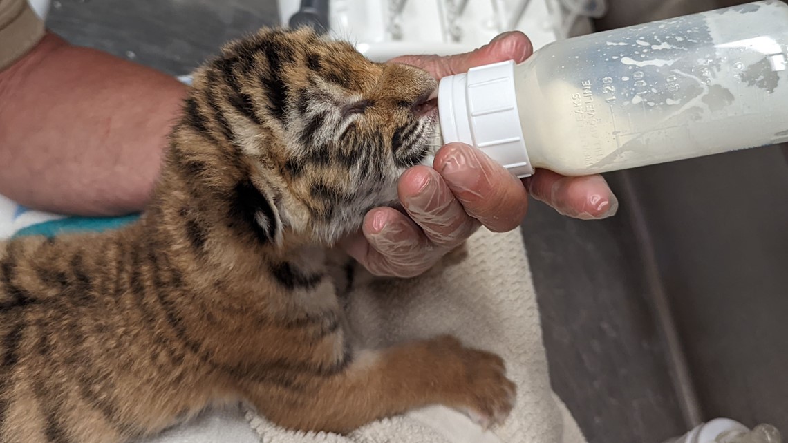 Meet Zoya the Amur Tiger cub at the Indianapolis Zoo