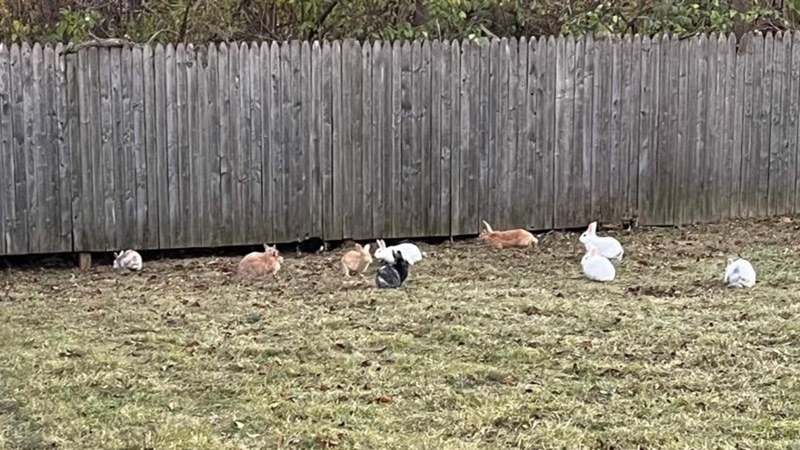 Rabbits dumped and abandoned on Indy's east side