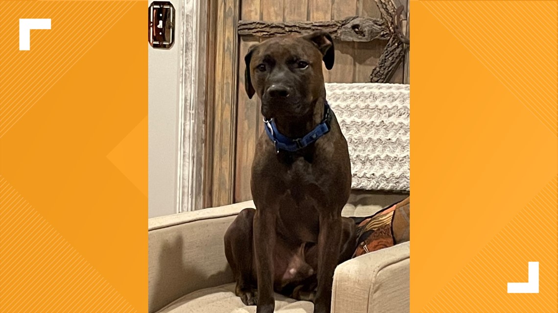 Mooresville animal shelter gives atrisk dogs a 2nd chance