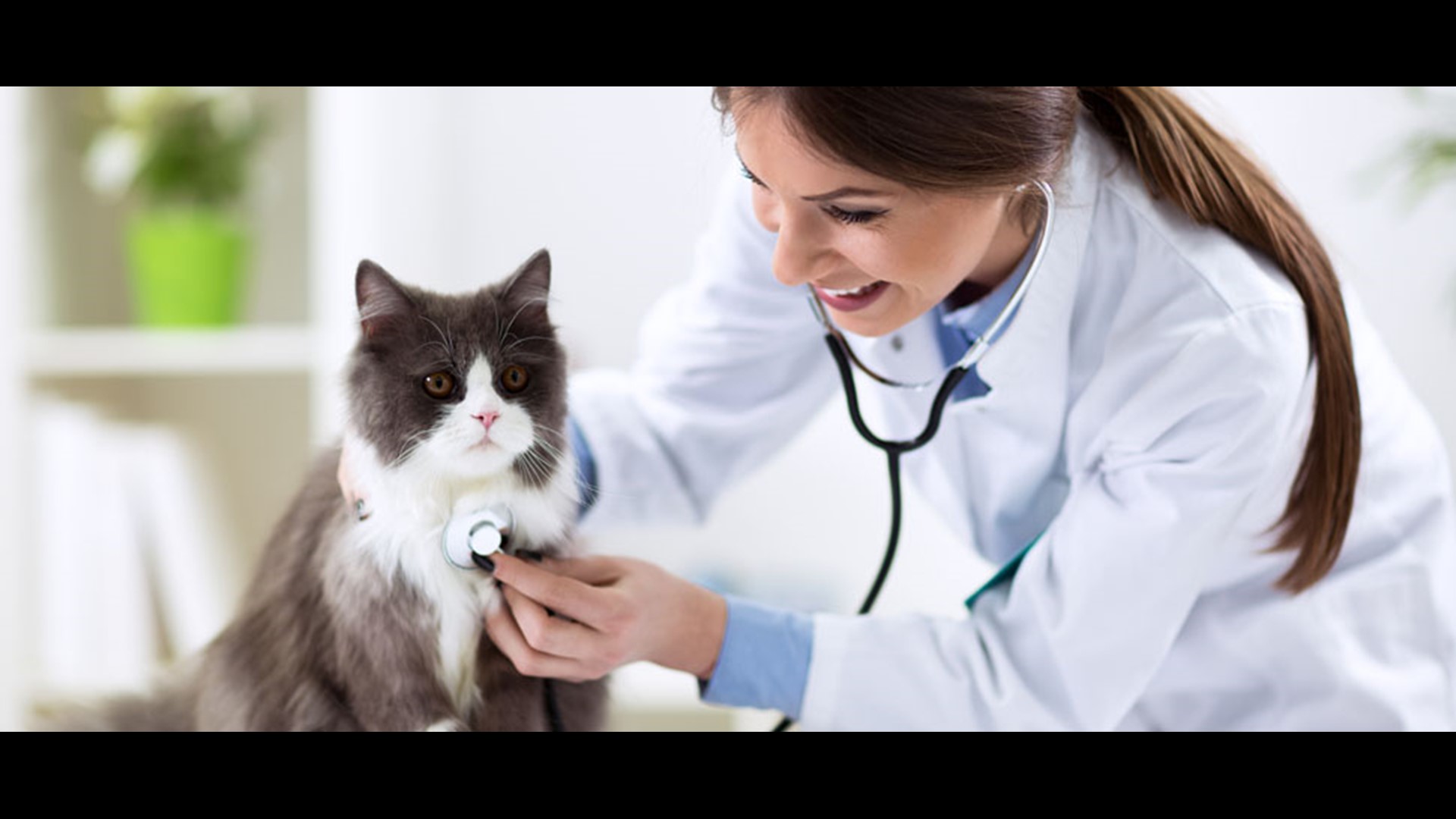 Walmart launches online pet pharmacy, adding vet clinics to 100 stores