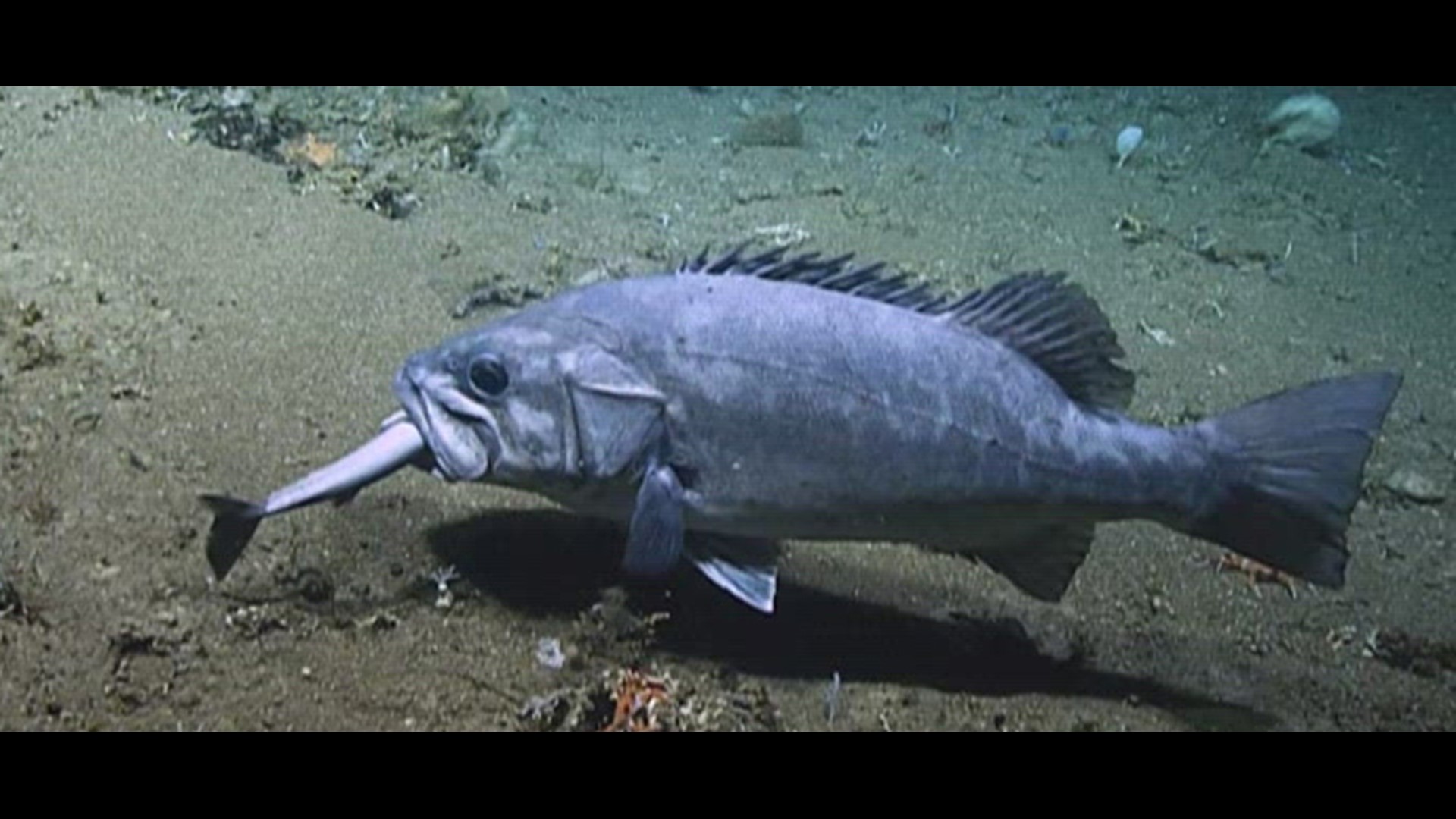 WATCH: Grouper swallows shark deep in the Atlantic | wthr.com