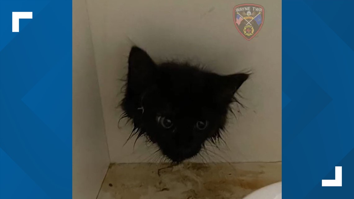 Wayne Township firefighters rescue stuck kitten - Vimarsana News