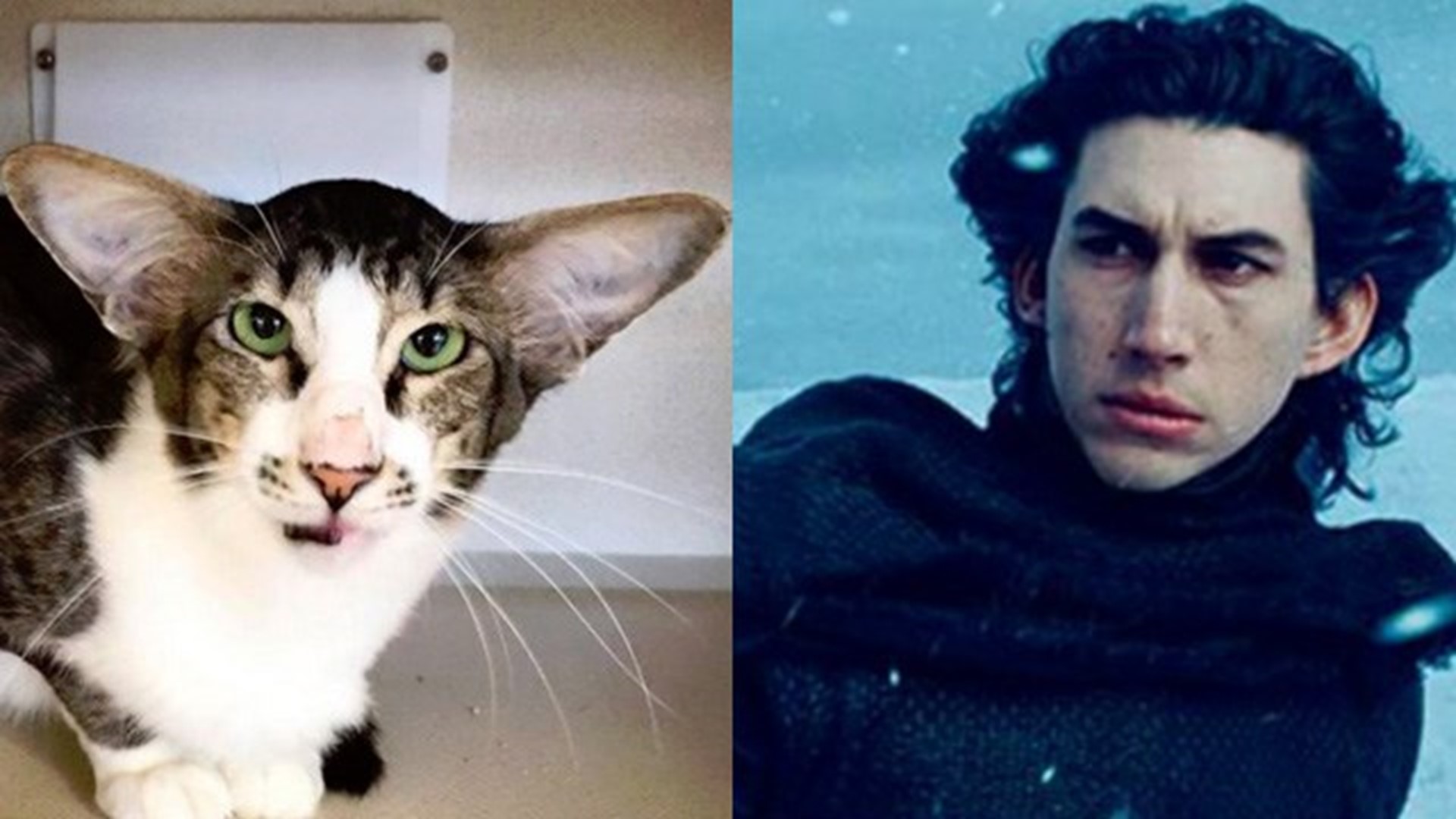 Cat that looks like Adam Driver finds internet fame, new home wthr