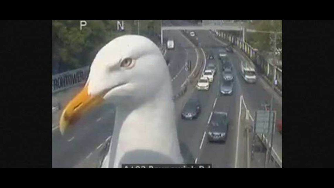 Seagull photobombs London traffic cam