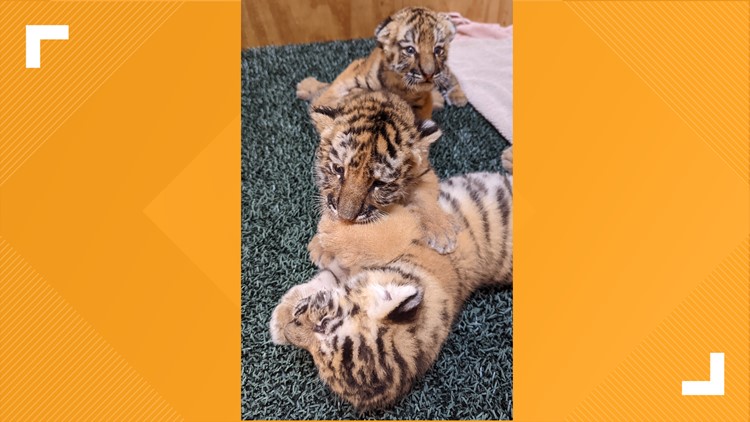 Zoo visitors name newborn tiger cubs