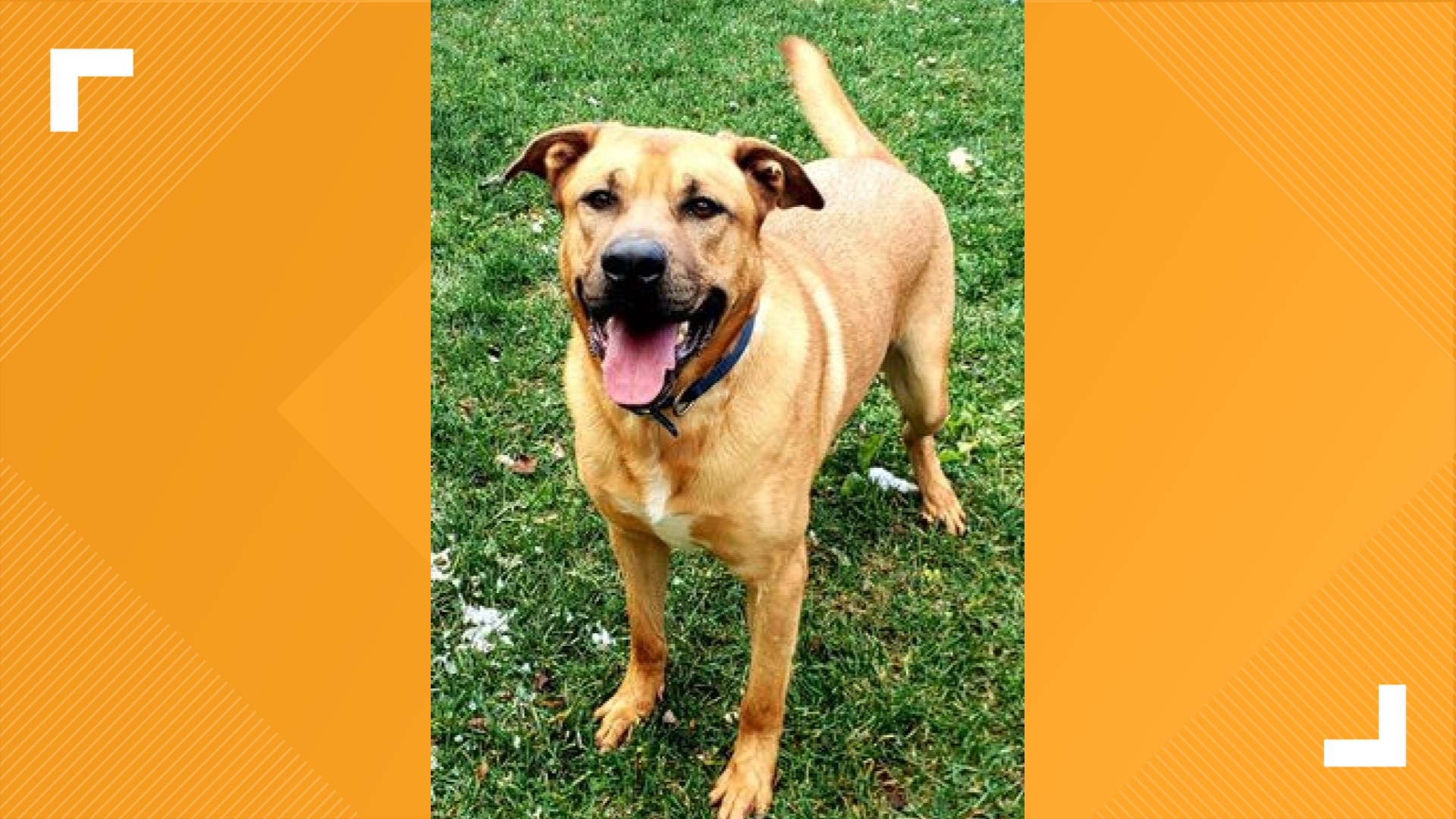 Humane Society dog looking for home after 2 years in shelter