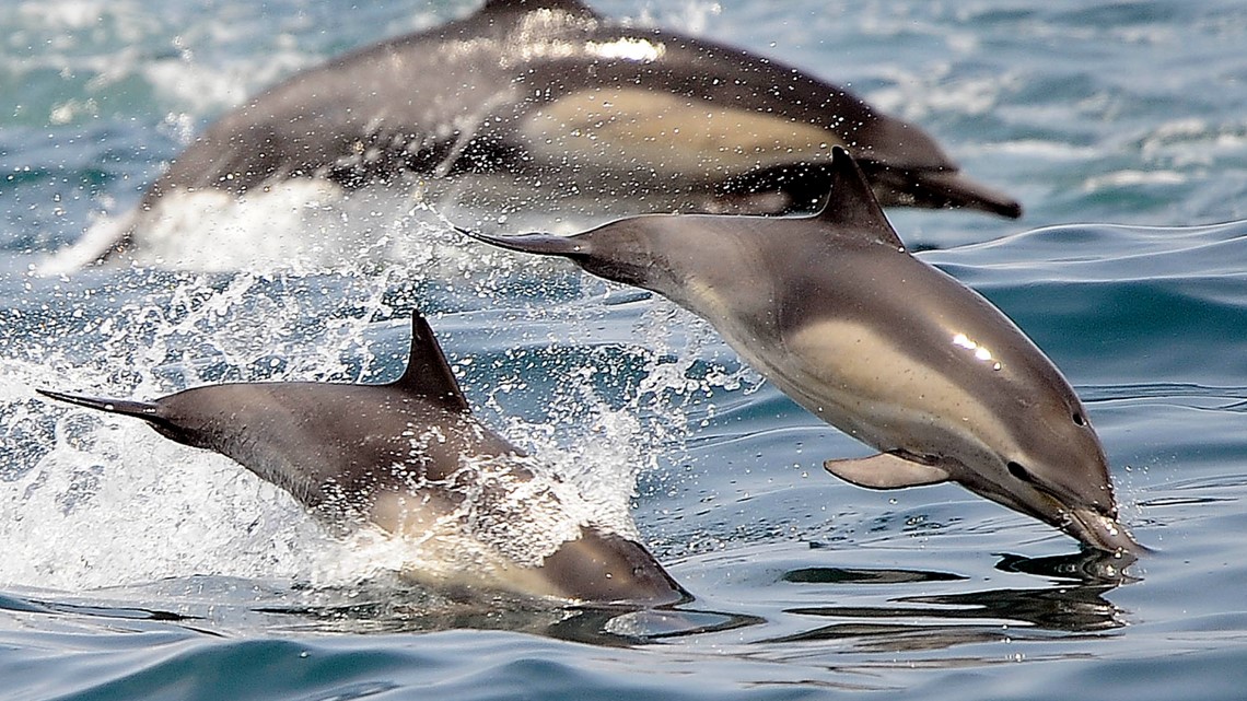 Dolphin does flips with cartwheeling woman at Indianapolis Zoo