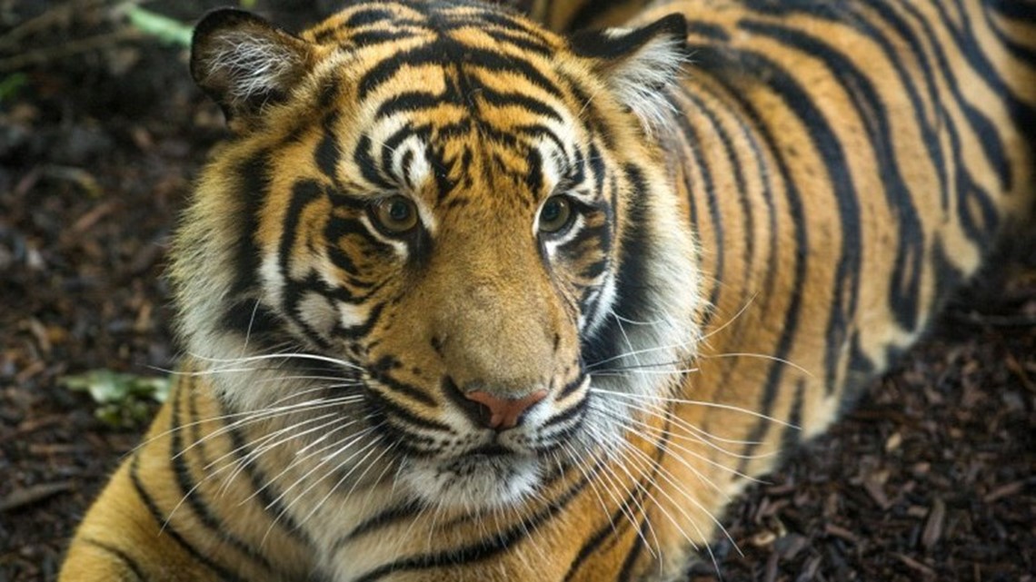 Tigers infected with COVID-19 at Fort Wayne zoo - Vimarsana News