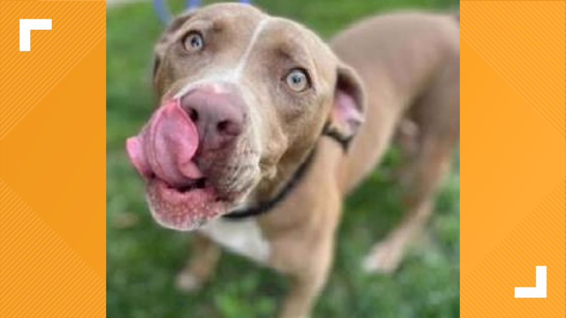 68 pets find forever homes during IACS event - Vimarsana News