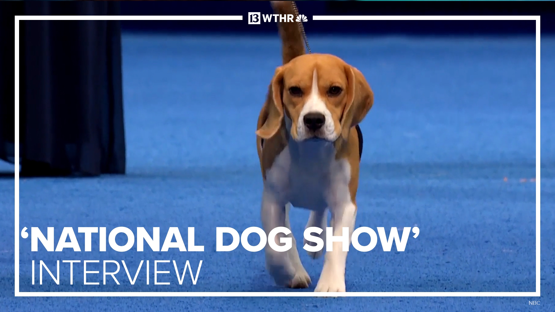 "The National Dog Show, presented by Purina" airs Thursday, Nov. 28 from 1 p.m. to 3 p.m. ET on WTHR Channel 13.