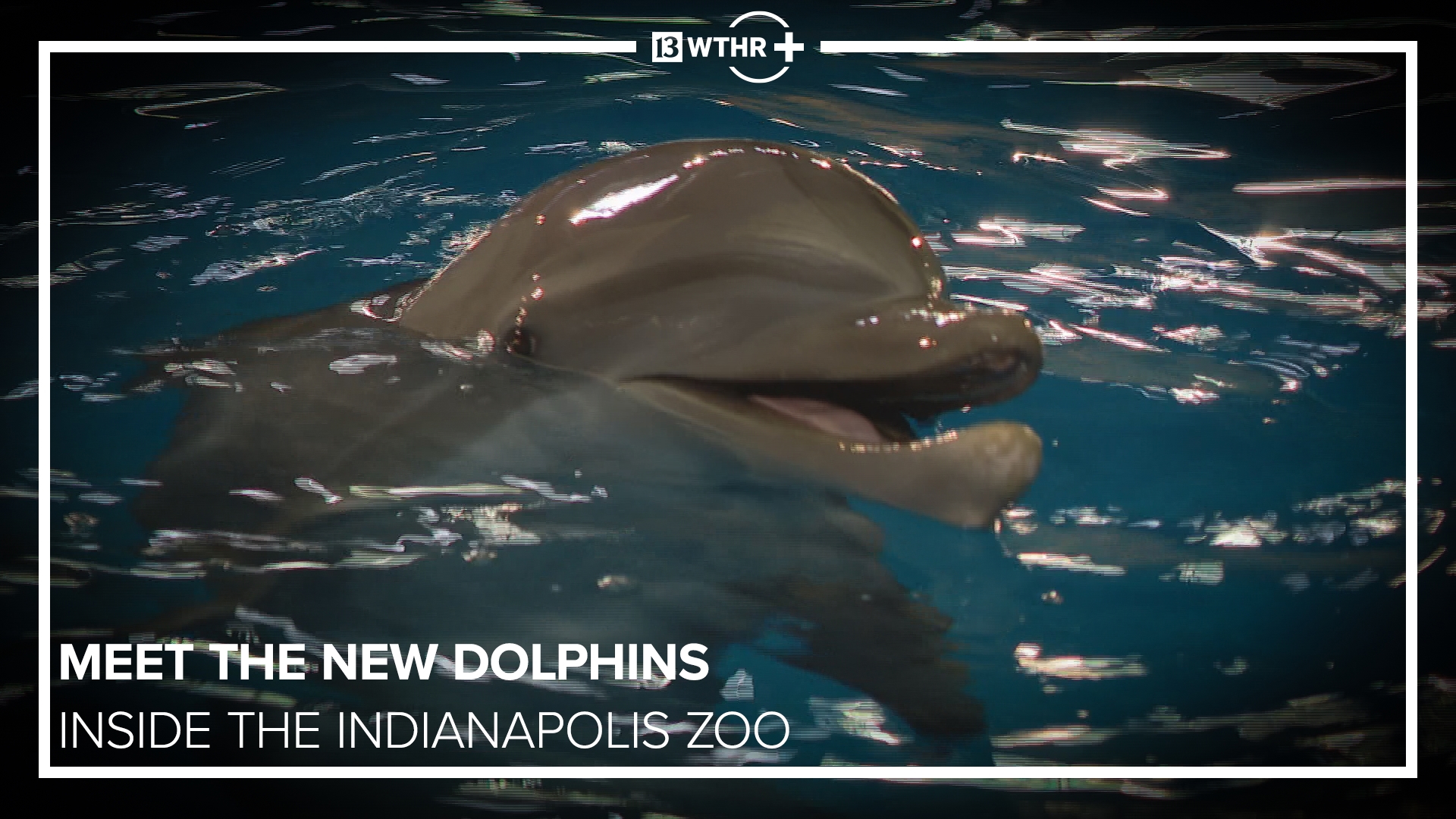 Uproar Example Inside the Indianapolis Zoo | Meet the new dolphins, xZOOberance ...