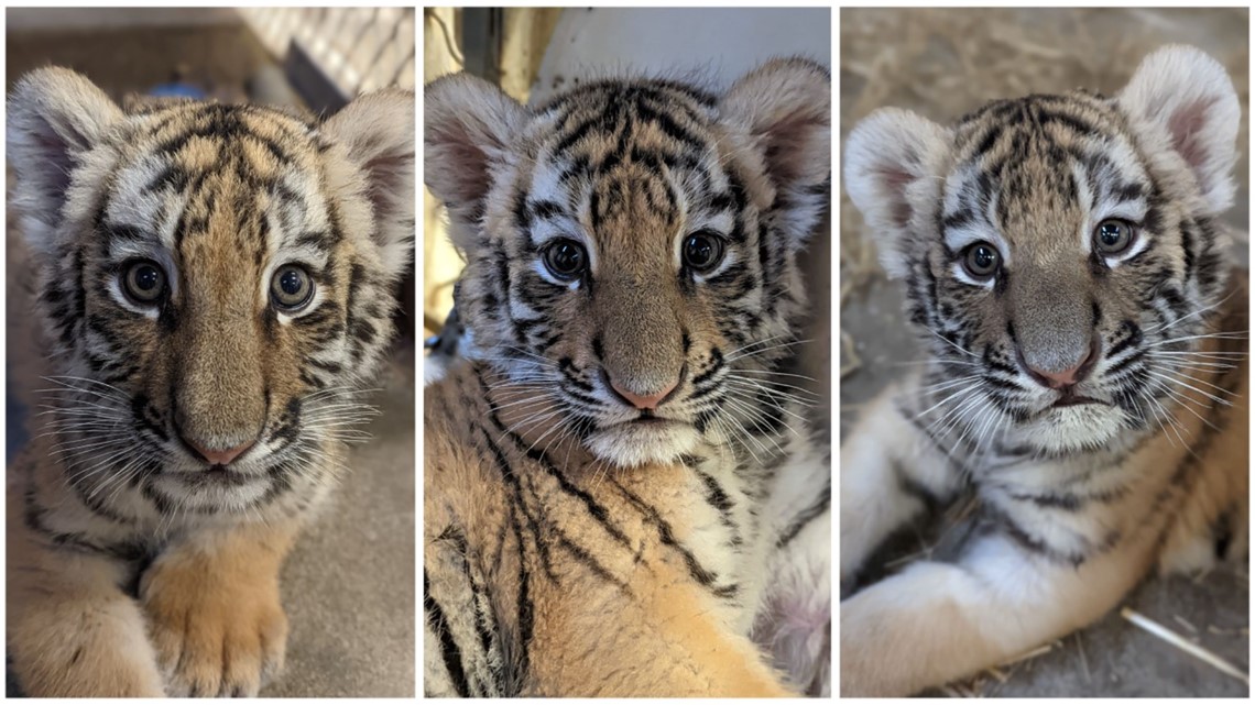 Cute tiger cubs playing