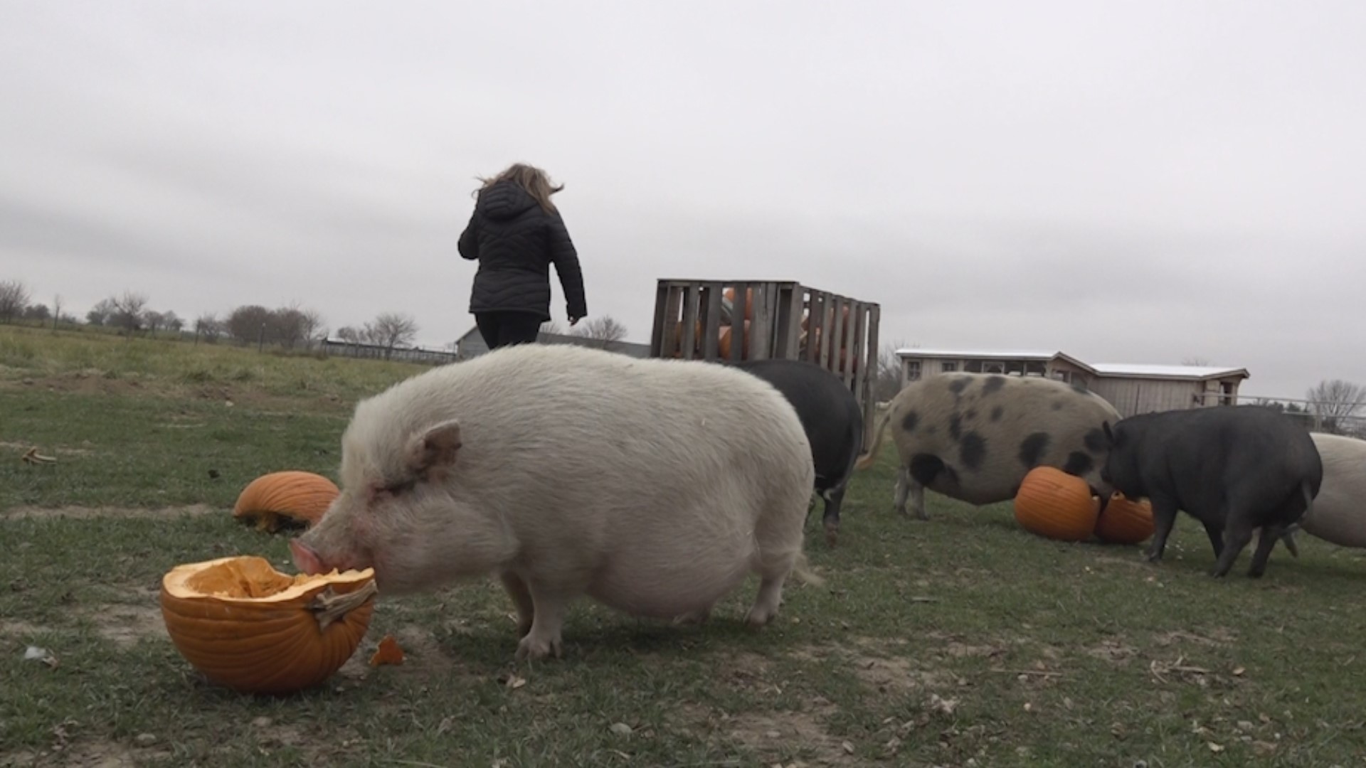 A local animal rescue is making a call out for pumpkin donations to give to pigs in need of them.