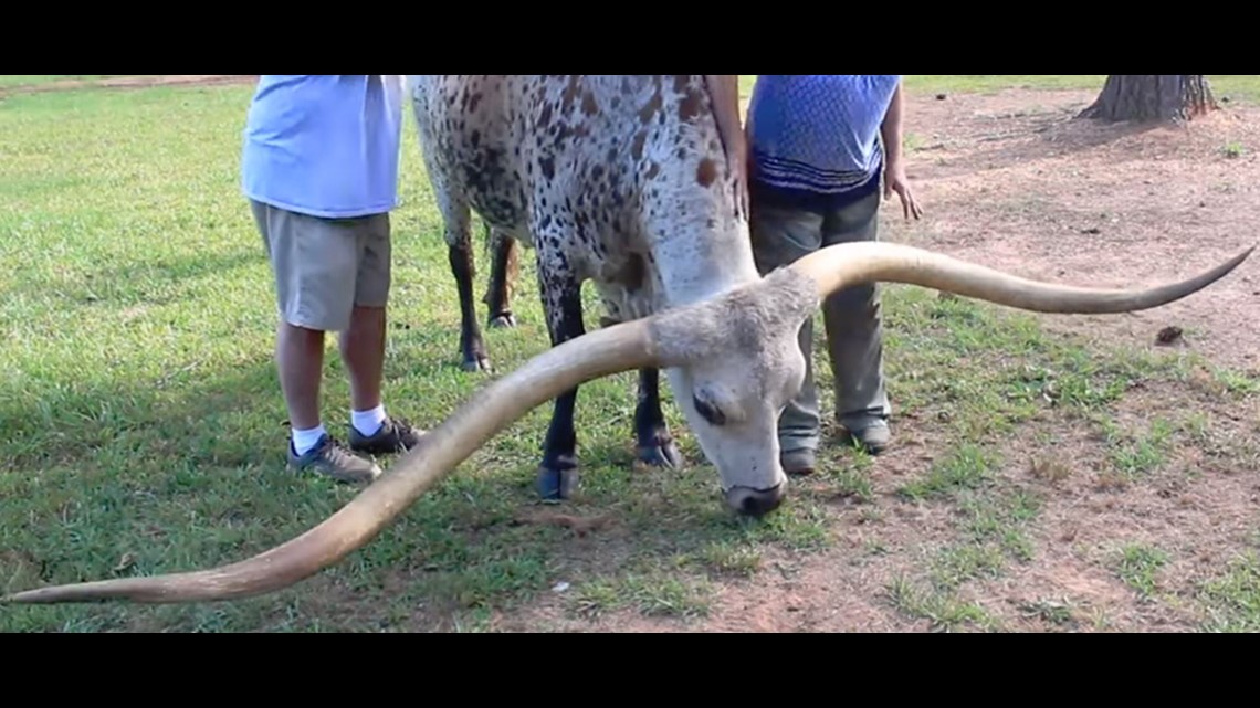 Texas longhorn sets Guinness world record for longest horns