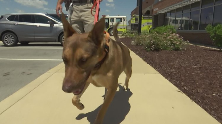 White River Township rescue dog was once a rescue herself