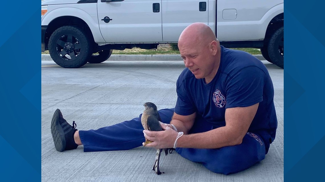Fishers firefighter helps dazed hawk - Vimarsana News