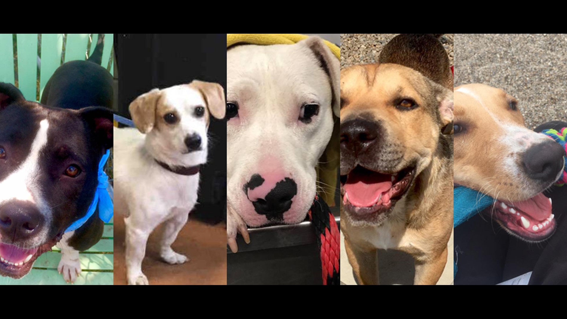 Indianapolis Animal Care Services