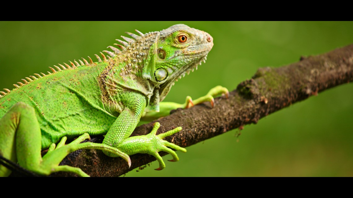 Falling iguana warning: These guys could fall from the trees in the