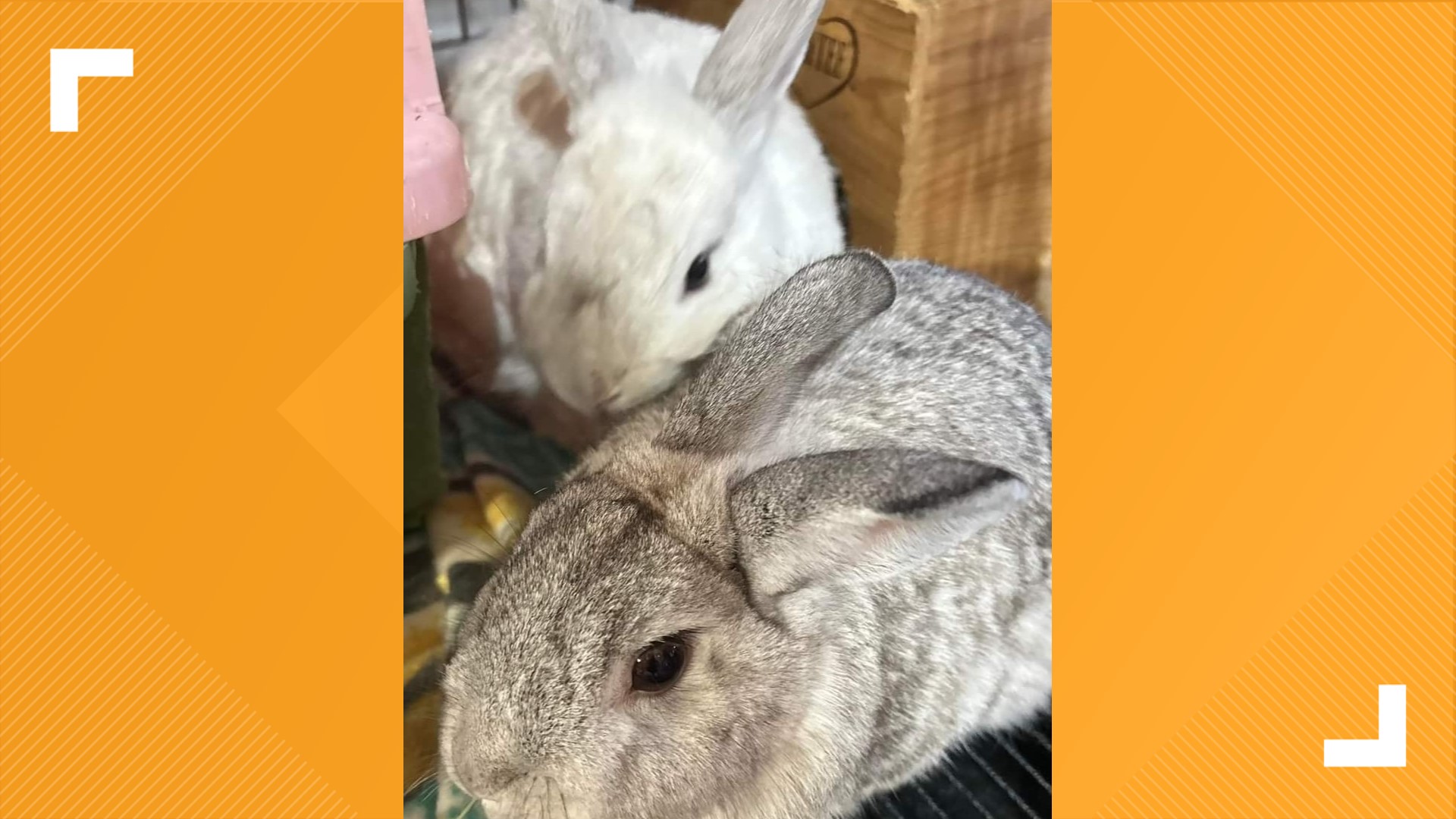 Small Creature Rescues Rescue saves small animals from abandonment | wthr.com