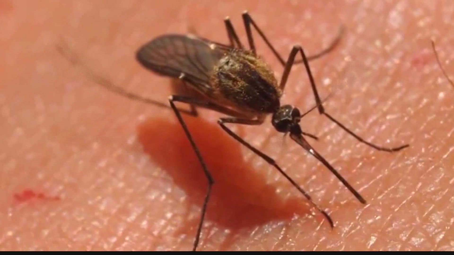 Health officials say most people infected with West Nile virus don't develop symptoms.