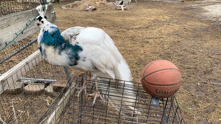 Streaming Purdue on Peacock is Here to Stay - Deal With It - Hammer and  Rails