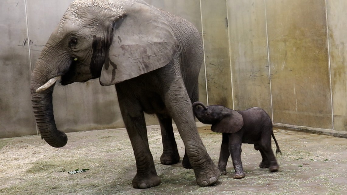 african elephant baby